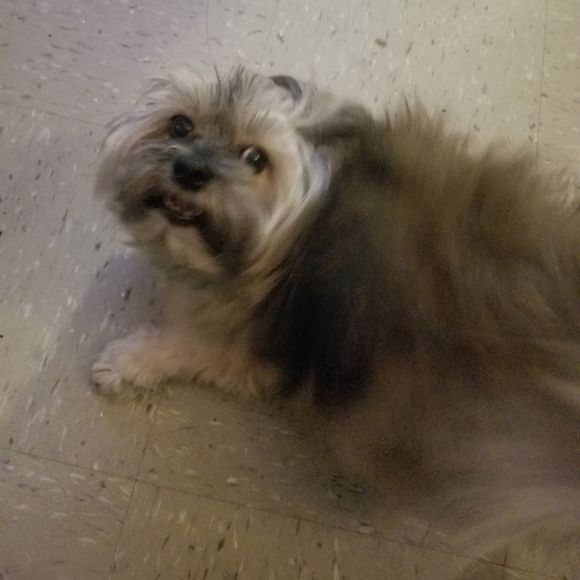 Meet your Posher, Melvin - Picture 7 of 8